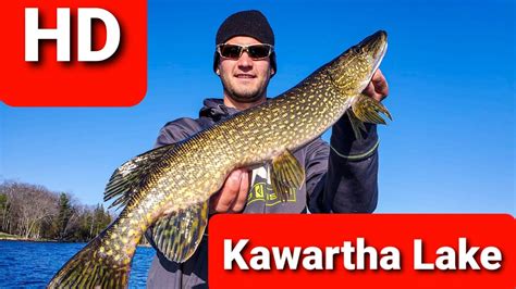 Kawartha Lake Pike Fishing Youtube