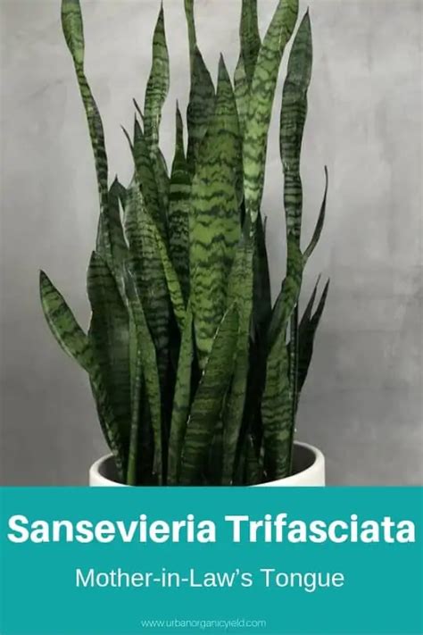 15 Sansevieria Varieties Snake Plant To Identify Your Type