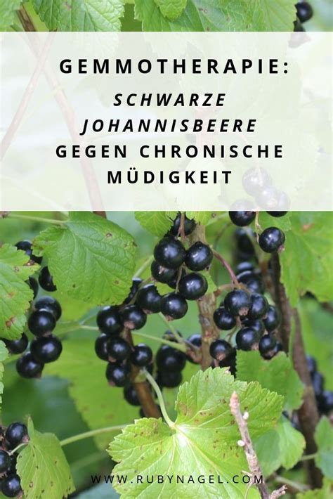 Gemmotherapie Schwarze Johannisbeere Und Chronische M Digkeit