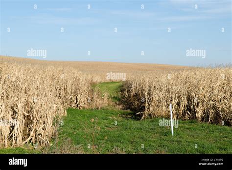 American Corn Fields Stock Photo Alamy