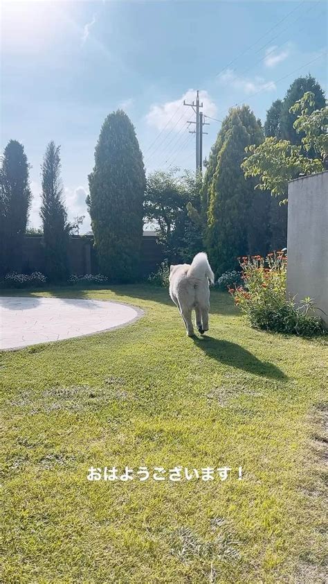 水谷雅子さんのインスタグラム動画 水谷雅子instagram 「名古屋24℃☀️ おはようございます！ Gwあと2日。 今朝は日差しが眩しいくらいです。 散歩も汗ばむ暑さです。 日中は