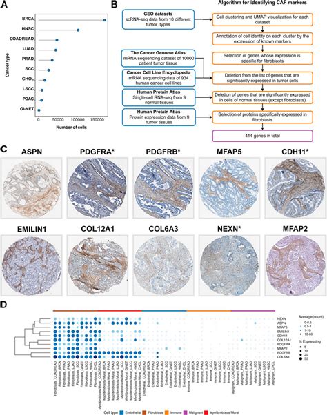 Frontiers Deeper Insights Into Transcriptional Features Of Cancer