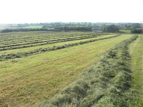 Is Wilting Grass Silage Really Important Agrilandie