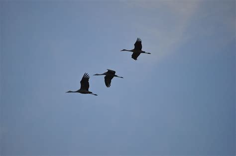 Sandhill Cranes Sherburne National Wildlife Refuge Minnes Joe