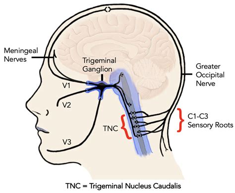 Ijms Free Full Text Calcitonin Gene Related Peptide Mediated