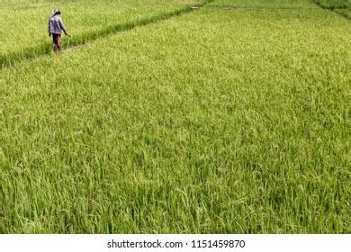 Trails Separating Rice Fields Golo Cador Stock Photo