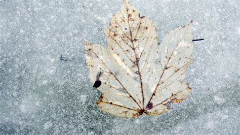 Brown Leaves Autumn Leave In Under The Winter Ice Seasons Stock Photo