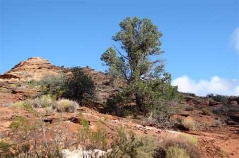 Red Cliffs Desert Reserve » pinyon-pine