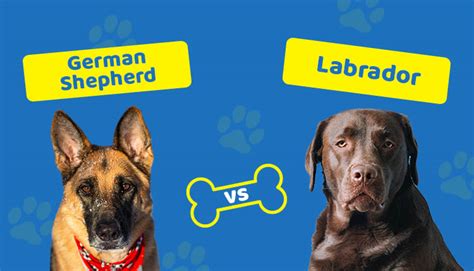 Are German Shepherd Puppies Easier Than Labrador