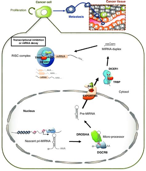 Schematic Showing MicroRNA Biogenesis And Function MicroRNAs Are