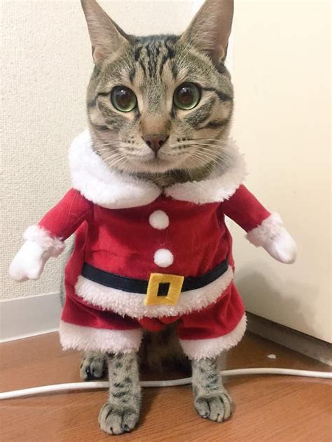 Papá Noel Es En Realidad ¡un Gato Japonés Japonismo Disfraz