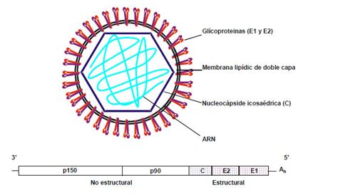 Epidemiologia