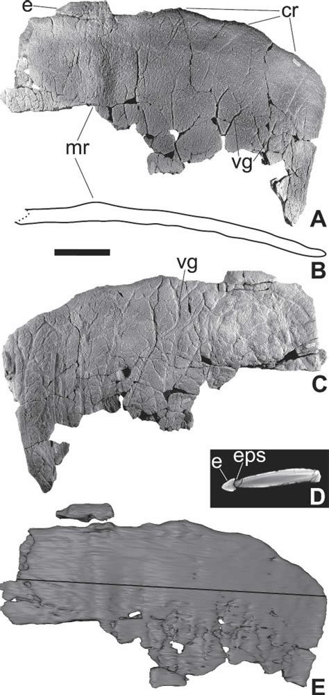 Parietal Of Nmmnh P A Dorsal View B Transverse