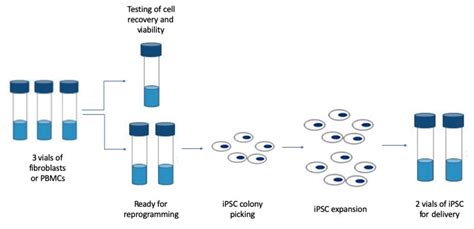 Ipsc Generation Stem Cell Research Creative Bioarray