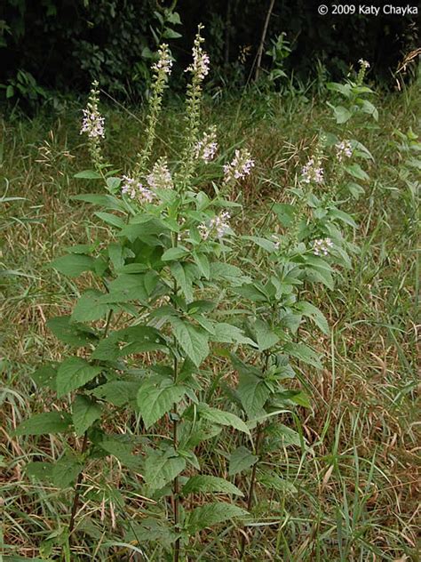 Teucrium canadense (Germander): Minnesota Wildflowers