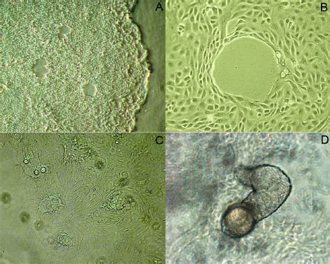 Different Stages Of Bovine Mammary Epithelial Cell Differentiation A