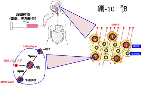 核技术应用科普：同位素的应用 中国核技术网