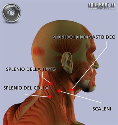 Muscoli Del Collo