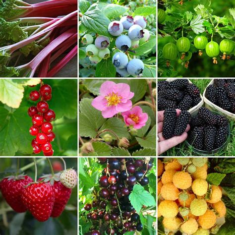 Fruit Plants for Beginners | Allotment in a Box – Roots Plants