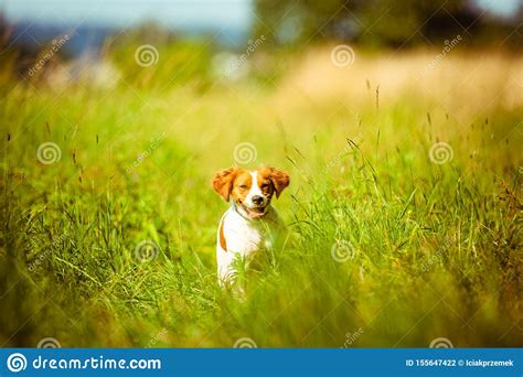 Breton Spaniel Female Puppy Running Towards Camera Stock Photo - Image ...