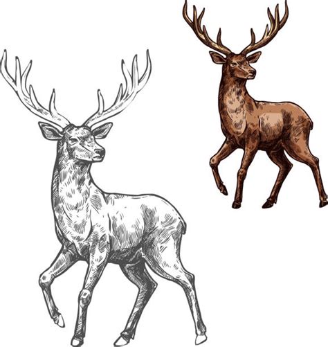 8 400 Deer Hunting Stock Illustrations Royalty Free Vector Graphics