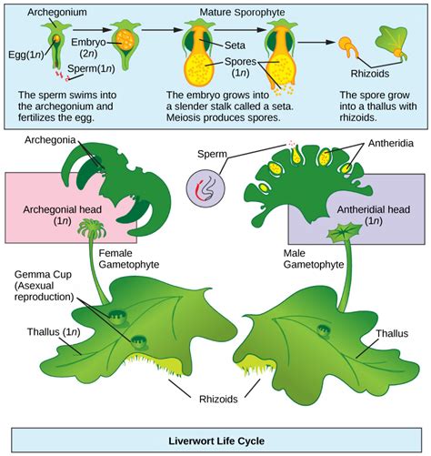 Bryophytes | OpenStax Biology 2e