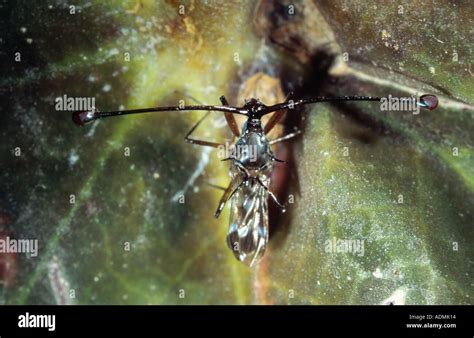 Stalk Eyed Flies Cyrtodiopsis Hi Res Stock Photography And Images Alamy