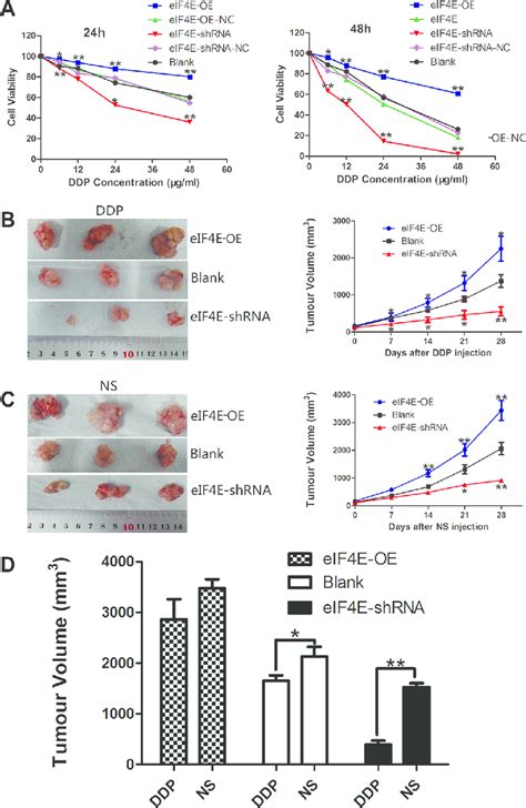 Eif E Knockdown Enhanced The Chemosensitivity Of Escc To Cisplatin In