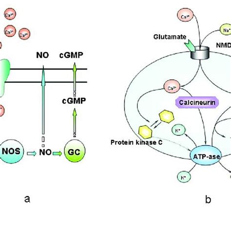 The Basal Ganglia Circuitry D1 And D2 Mark The Locations Of Dopamine