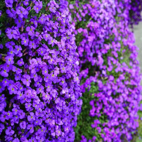 Purple Cascading Aubrieta Ground Cover Plant Seeds Rock Cress