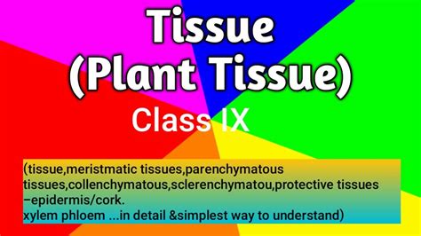 Plant Tissue Class Ix Youtube