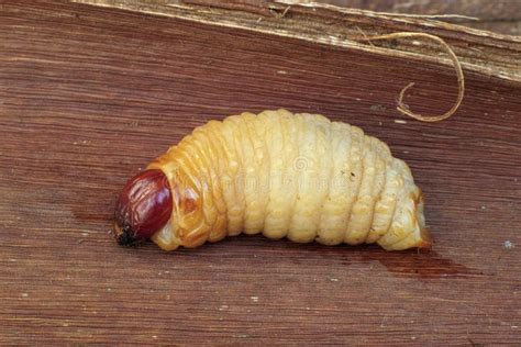 Larva Of The Red Palm Weevil Stock Photo Image Of Holes Infest