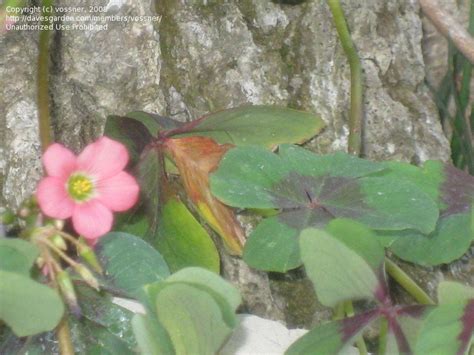 PlantFiles Pictures Oxalis Good Luck Plant Wood Sorrel Iron Cross