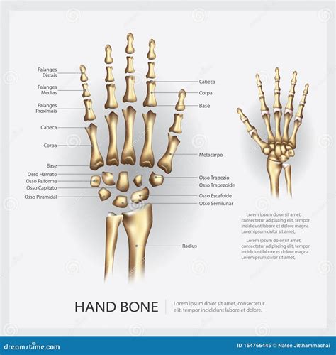 Human Anatomy Hand Bone Stock Vector Illustration Of Anatomical