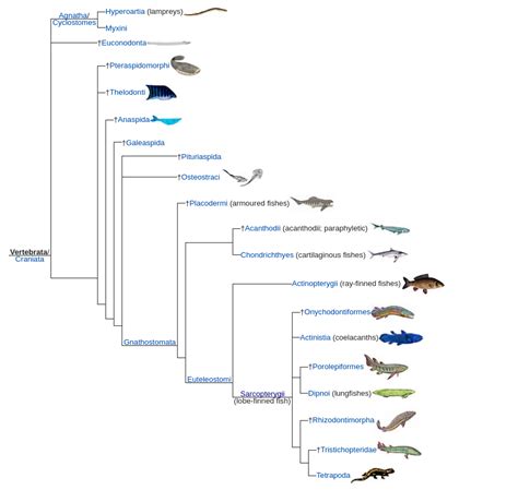 ichthyology - Is amphibians being descended from fish reflected in the animalia taxonomy ...