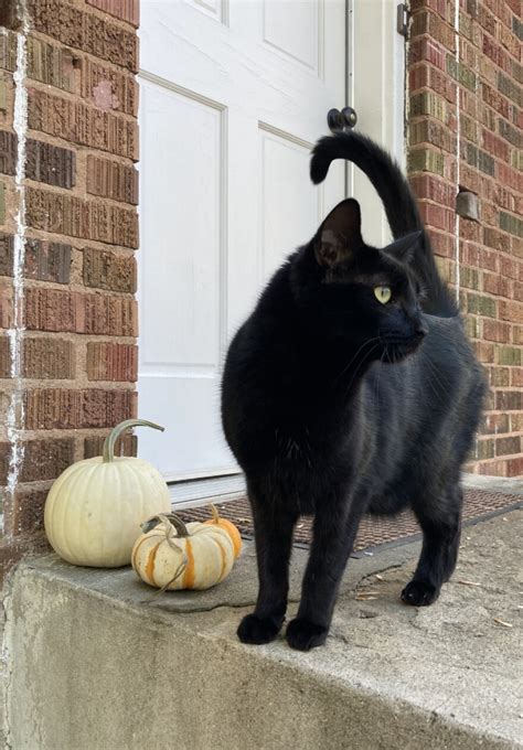 Black cats are associated with Halloween, but they make great pets year-round | Utah Public Radio