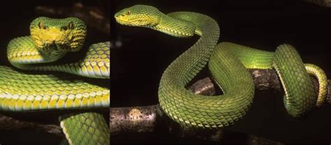 New Venomous Pit Viper Species Discovered In Myanmar’s Ayeyawady Delta - Global New Light Of Myanmar