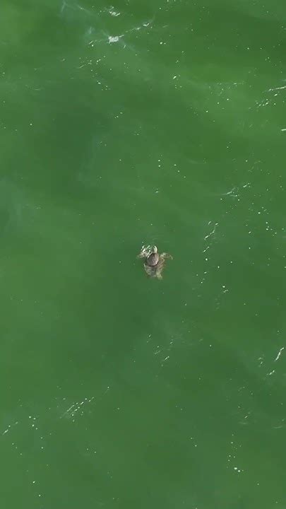 Trying To Video This Sea Turtle When A Flock Of Birds Decides To