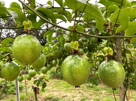 Pupuk Untuk Pohon Markisa Agar Berbuah Lebat Dan Besar