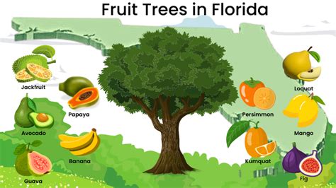 Florida Fruit Trees: Identification and Growing Guide