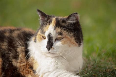 Why Are Calico Cats Always Female