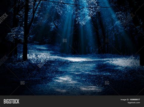 Night Forest Moonlight Image & Photo (Free Trial) | Bigstock