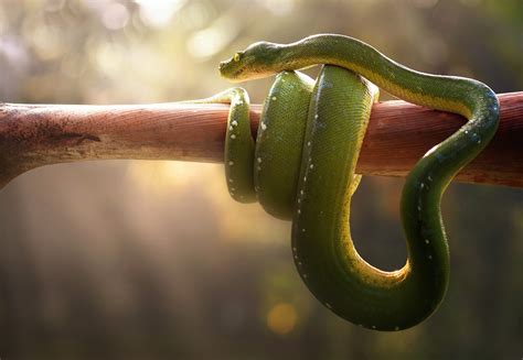 Snake Wrapped Around Tree