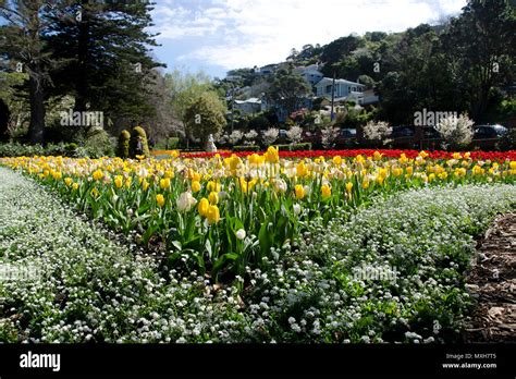 Flowers In The Wellington Botanical Gardens New Zealand Stock Photo