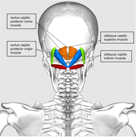 Suboccipital Muscles Flashcards Quizlet