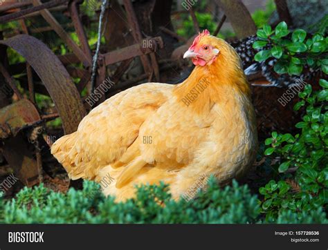 Golden Yellow Chicken Image And Photo Free Trial Bigstock