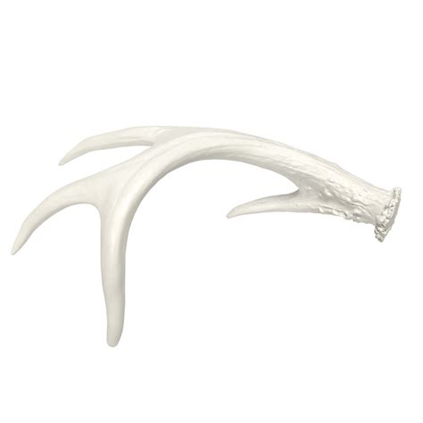 Gathered 4 Point White Tail Deer Antler White By Bci Crafts
