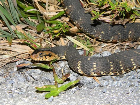 Florida Banded Water Snake Project Noah