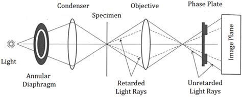 Study of Phase Contrast Microscopy.