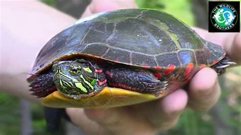 How Big Does a Eastern Painted Turtle Get - Turtlean